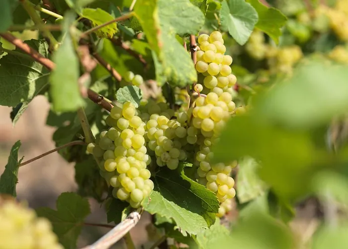 Weinmotel Simon 1 A בית הארחה 3*